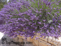 Lavandula angustifolia, Lavandula officinalis, Lavandula vera, Lavandula spica, Lavender, English Lavender

Click to see full-size image