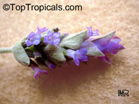Lavandula dentata, French Lavender

Click to see full-size image