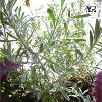 Lavandula latifolia, Spike Lavender

Click to see full-size image