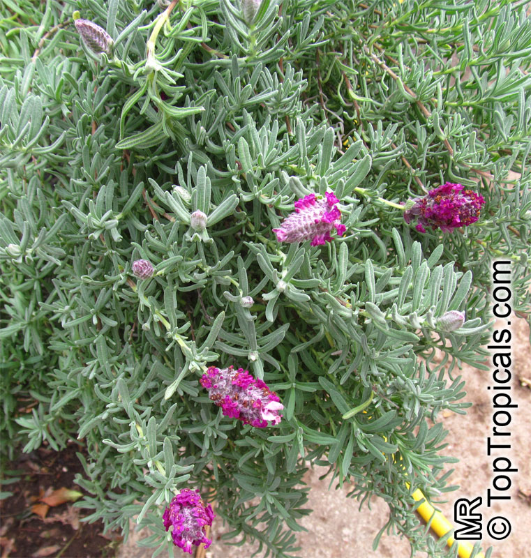 Lavandula stoechas , Spanish Lavender, Stoechas Lavender, Topped Lavender, Rabbit Ears, Papillon . Lavandula stoechas 'Kew Red'