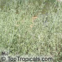 Micromeria fruticosa, White Micromeria, Little Mint, Wild Hyssop, White Zota

Click to see full-size image