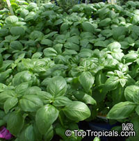 Ocimum basilicum, Basilie, Basil, Sweet Basil, Holy Basil, Tulsi Plant

Click to see full-size image