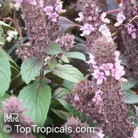 Ocimum basilicum, Basilie, Basil, Sweet Basil, Holy Basil, Tulsi Plant