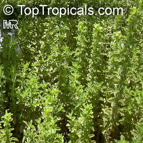 oregano herbal supplement