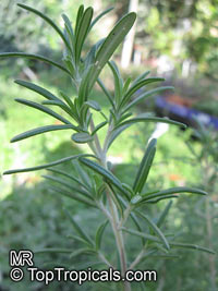 Salvia rosmarinus, Rosmarinus officinalis, Rosemary

Click to see full-size image