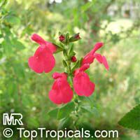 Salvia sp., Garden Sage

Click to see full-size image