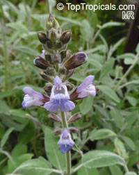 Salvia officinalis, Berggarten Sage, Garden Sage, Common Sage

Click to see full-size image