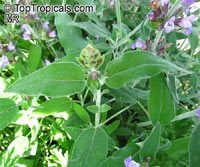Salvia officinalis, Berggarten Sage, Garden Sage, Common Sage

Click to see full-size image