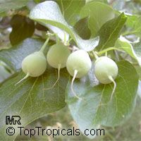 Styrax officinalis, Drug Snowbell, Storax

Click to see full-size image