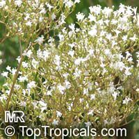 Valeriana officinalis, Valerian

Click to see full-size image