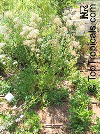 Valeriana officinalis, Valerian

Click to see full-size image