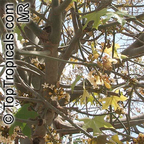 Brachychiton australis, Sterculia trichosiphon, Broad Leaved Bottletree