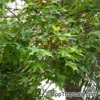 Brachychiton australis, Sterculia trichosiphon, Broad Leaved Bottletree

Click to see full-size image