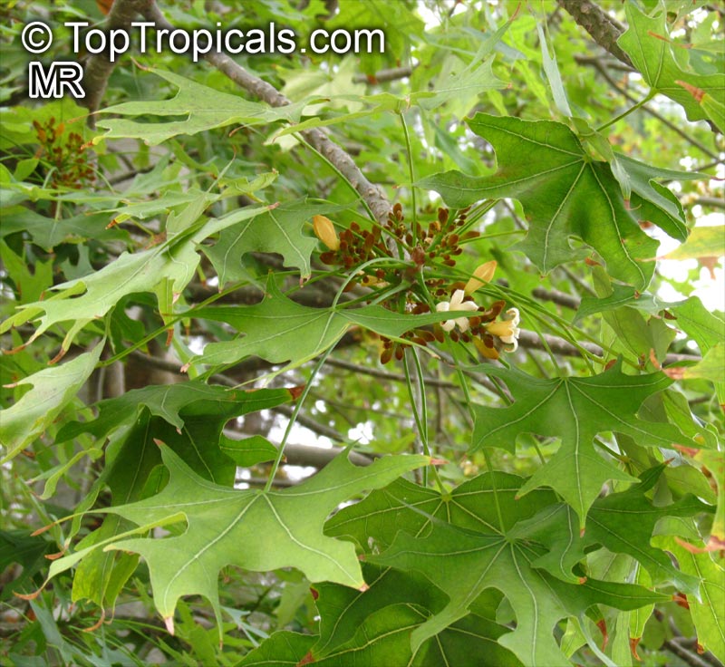 Brachychiton australis, Sterculia trichosiphon, Broad Leaved Bottletree