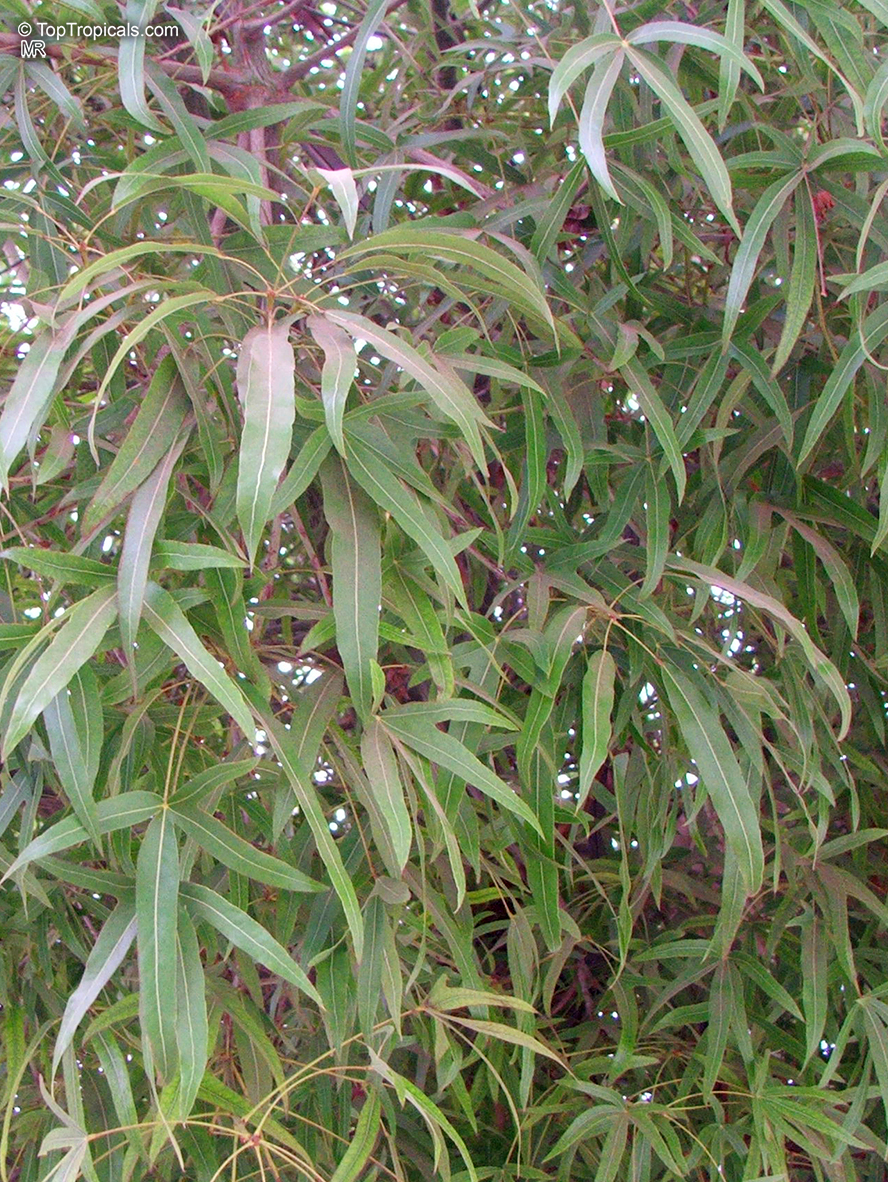 Queensland Bottle Tree Brachychiton rupetris 10 Seeds – R&B Floridaseeds