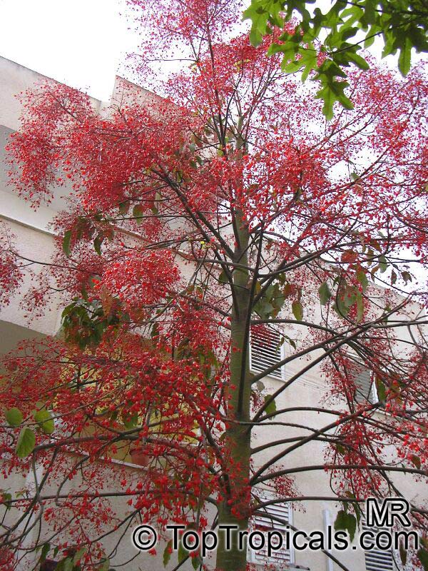 Brachychiton acerifolium - Flame tree 