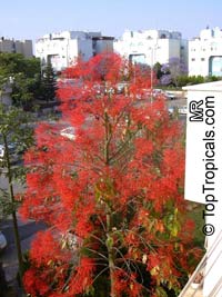 Brachychiton acerifolius, Flame Tree