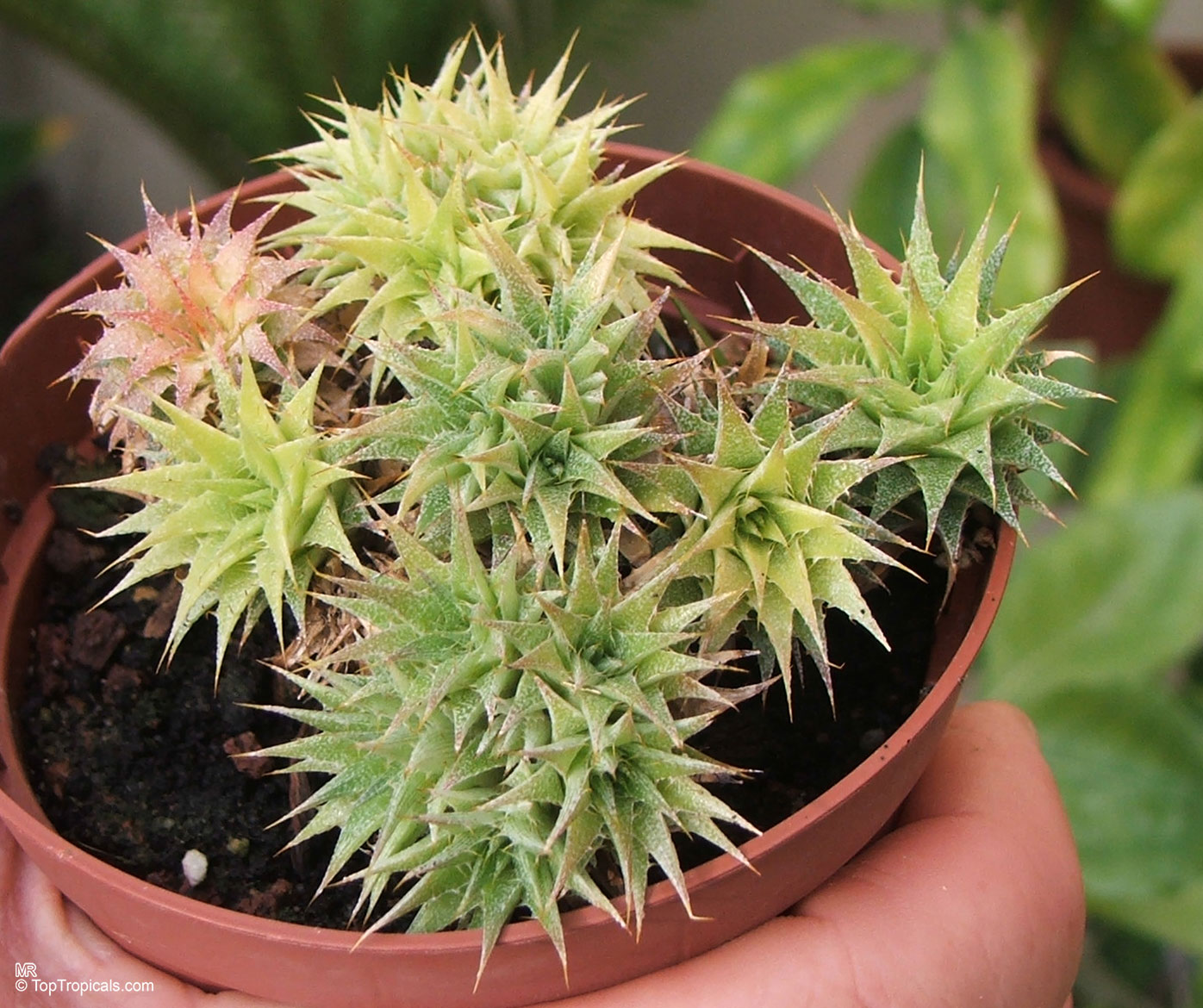 Deuterocohnia sp. (Abromeitiella) lime green succulent plant close up with sharp pointed leaves.