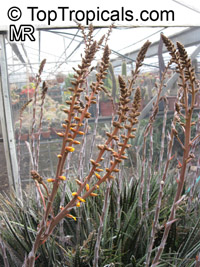 Dyckia sp., Dyckia

Click to see full-size image