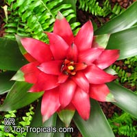 Guzmania sp., Bromeliad

Click to see full-size image