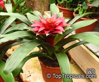 Guzmania sp., Bromeliad

Click to see full-size image