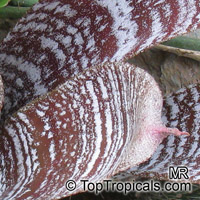 Hohenbergia correia-araujoi, Hohenbergia

Click to see full-size image