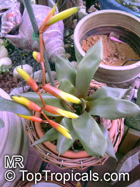 Vriesea scalaris, Bromeliad