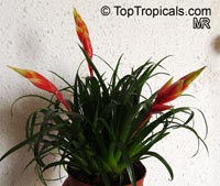 Vriesea sp., Bromeliad

Click to see full-size image