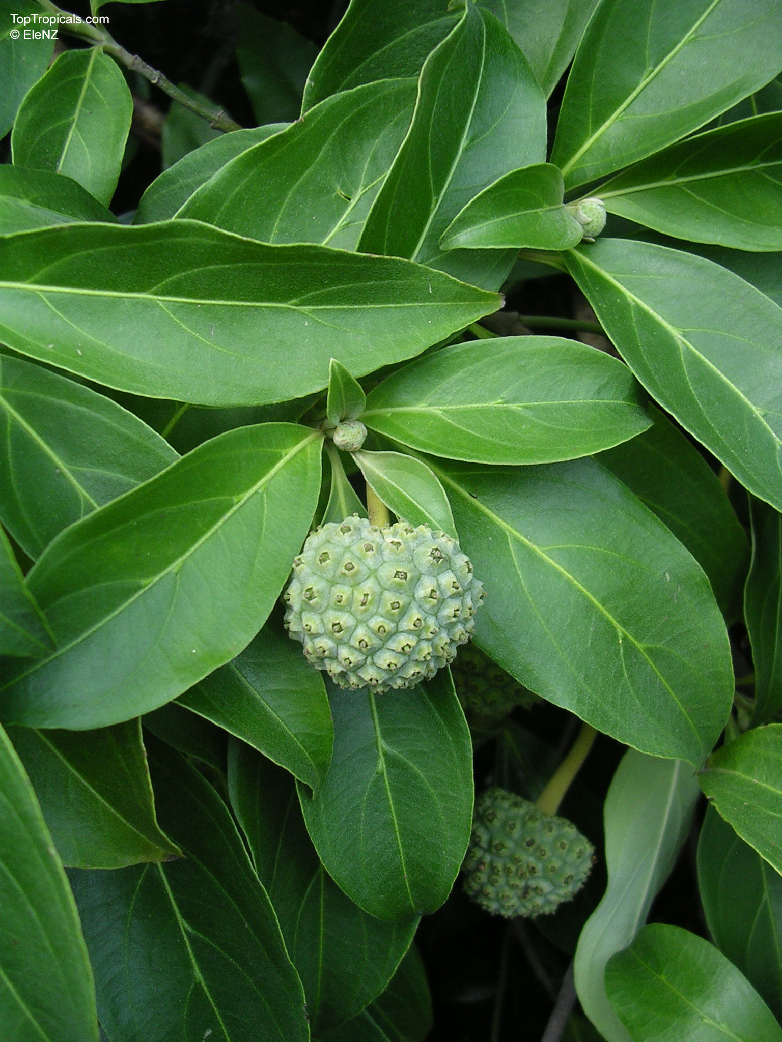 Cornus capitata (Himalayan Strawberry tree) showing a bumpy light green fruit among foliage. Cornus capitata (Himalayan Strawberry tree) with pale green fruit and large pointed leaves.