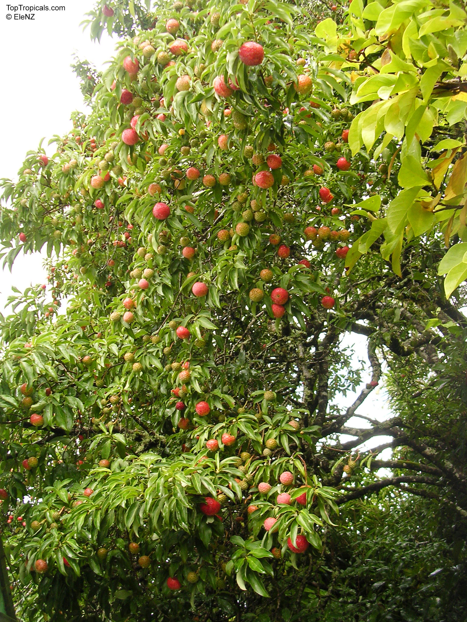Cornus capitata (Himalayan Strawberry tree) loaded with round red fruit among lush green foliage Cornus capitata (Himalayan Strawberry tree) with small red fruit hanging from thick green leafy branches