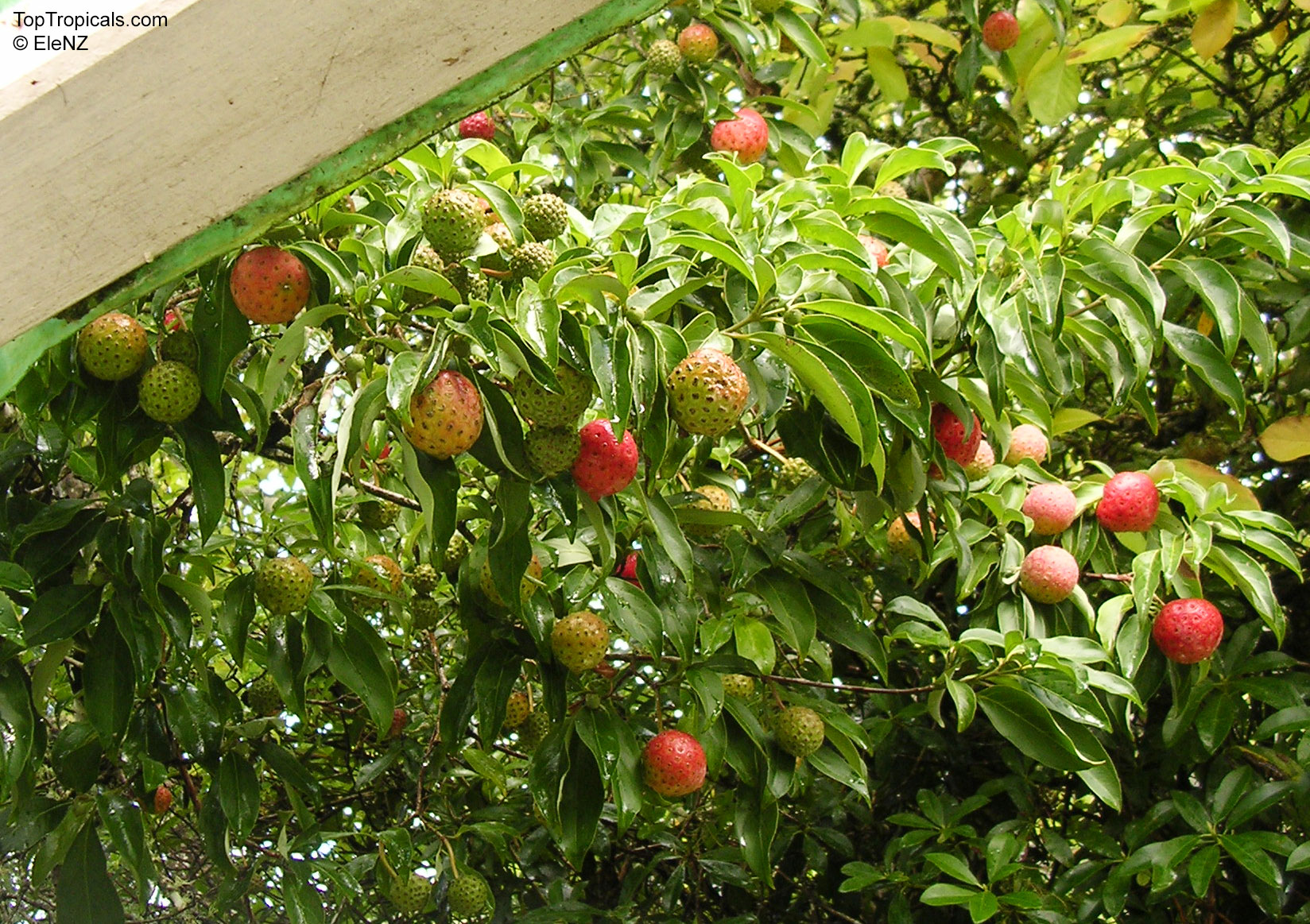 Cornus capitata (Himalayan Strawberry tree) with clusters of round textured fruit hanging on green branches. Cornus capitata (Himalayan Strawberry tree) with bumpy red and green fruit on tree branches.