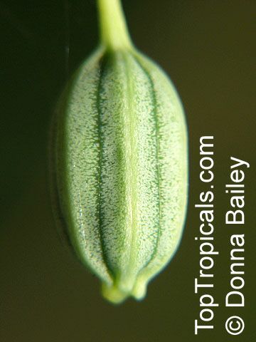 Aristolochia fimbriata, Fringed Aristolochia, Fringed Dutchman's Pipe