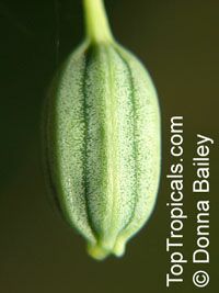 Aristolochia fimbriata, Fringed Aristolochia, Fringed Dutchman's Pipe

Click to see full-size image