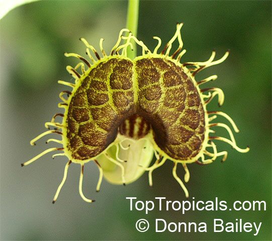 Aristolochia fimbriata - seeds