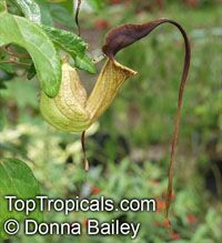 Aristolochia trilobata, Dutchman's Pipe, Birthwort, Bejuco de Santiago

Click to see full-size image