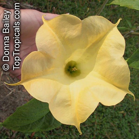 Brugmansia hybrid Yellow, Angels Trumpet. Brugmansia 'Becca Lynn'