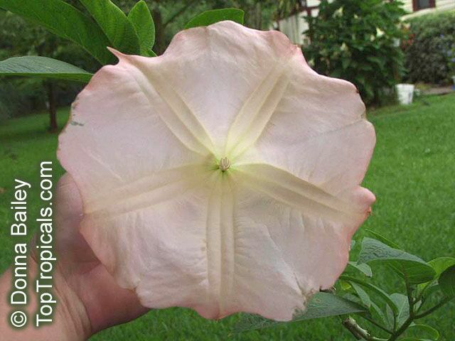Brugmansia hybrid Pink, Angels Trumpet