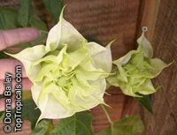 Datura metel, Purple Horn-of-Plenty, Jimpson Weed, Devils Weed

Click to see full-size image