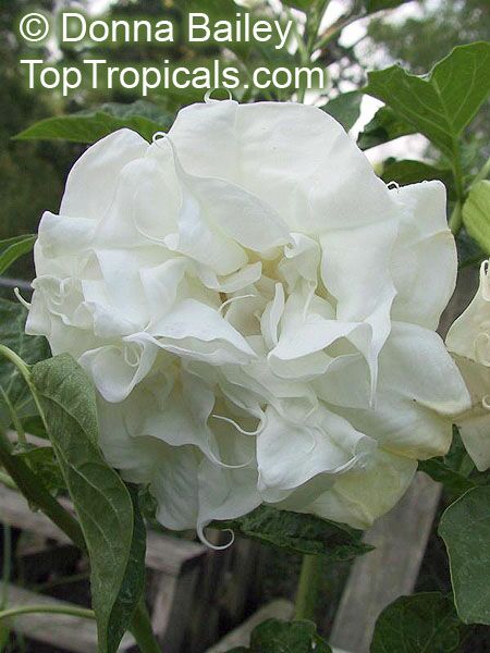 Datura White double Purity - seeds