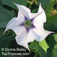 Datura discolor - seeds

Click to see full-size image