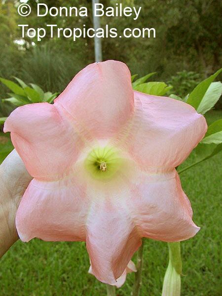 Brugmansia versicolor, Brugmansia versicolor hybrids, Angel's Tears. Ecuador Pink