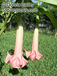 Brugmansia versicolor, Brugmansia versicolor hybrids, Angel's Tears

Click to see full-size image