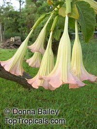 Brugmansia X insignis, Angel Trumpets

Click to see full-size image