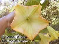 Brugmansia X insignis, Angel Trumpets

Click to see full-size image
