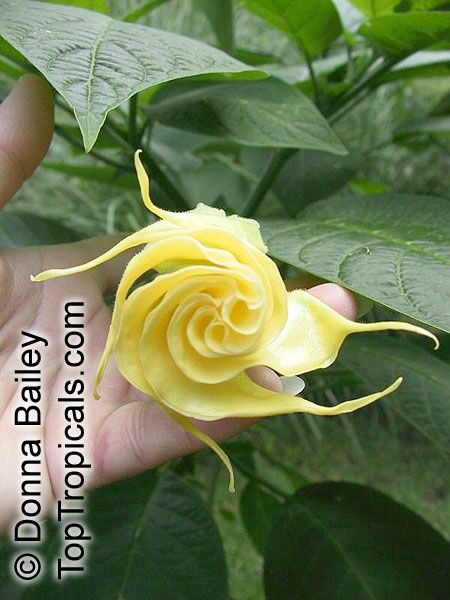 Brugmansia hybrid Yellow, Angels Trumpet. Brugmansia 'Isabella'