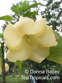 Brugmansia Yellow - seeds

Click to see full-size image