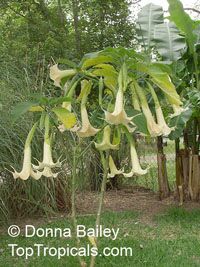 Brugmansia hybrid White, Angels Trumpet

Click to see full-size image