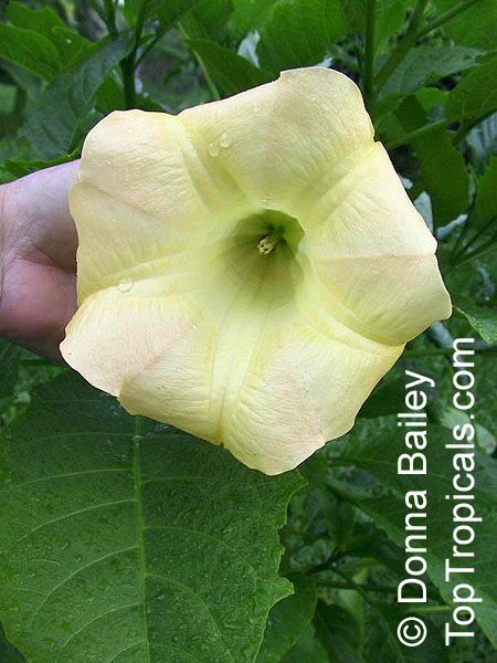 Brugmansia hybrid Yellow, Angels Trumpet. Brugmansia 'Old Glory'