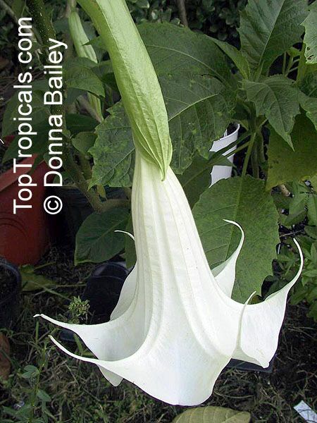 Brugmansia hybrid White, Angels Trumpet