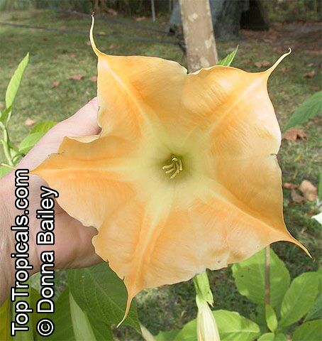 Brugmansia hybrid Yellow, Angels Trumpet. Brugmansia 'Solid Gold'